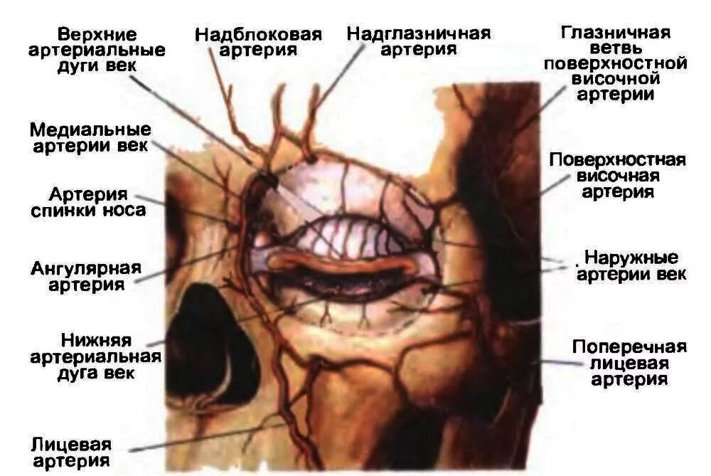 Левой глазницы. Надглазничная и надблоковая артерия. Глазничная артерия анатомия. Надглазничная артерия анатомия. Сосуды глазницы анатомия.