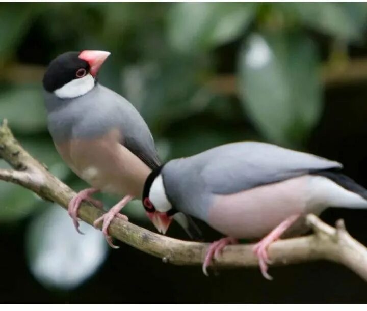 Амадины рисовые птички. Амадина гульда трахейный клещ. Амадины стая. Попугай неразлучники амадины. Трахейный клещ у амадин гульда.