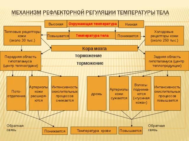 Роль кожи в теплорегуляции 8 класс. Кожа орган терморегуляции 8 класс. Роль кожи в терморегуляции организма. Роль кожи втерморегудяции.