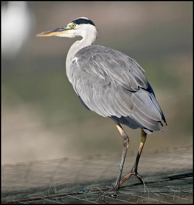 Цапля егэ. Цапля серая болотная. Цапля егэ. Цапля серая болотная. Цапля серая хмао.