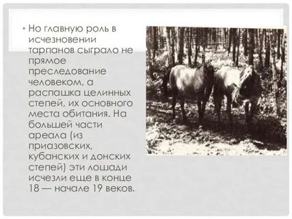 Аптека тарпан