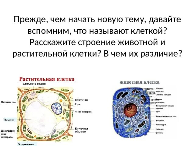 Различия животной и растительной клетки 5 класс. Отличие клеток растений от животных. Строение растительной и животной клетки. Отличия растительной и животной клетки.