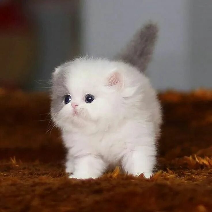 Маленькие котята пушистые. Пушистые котята. Пушистые котята. Котята милые и пушистые. Котята милые и пушистые.