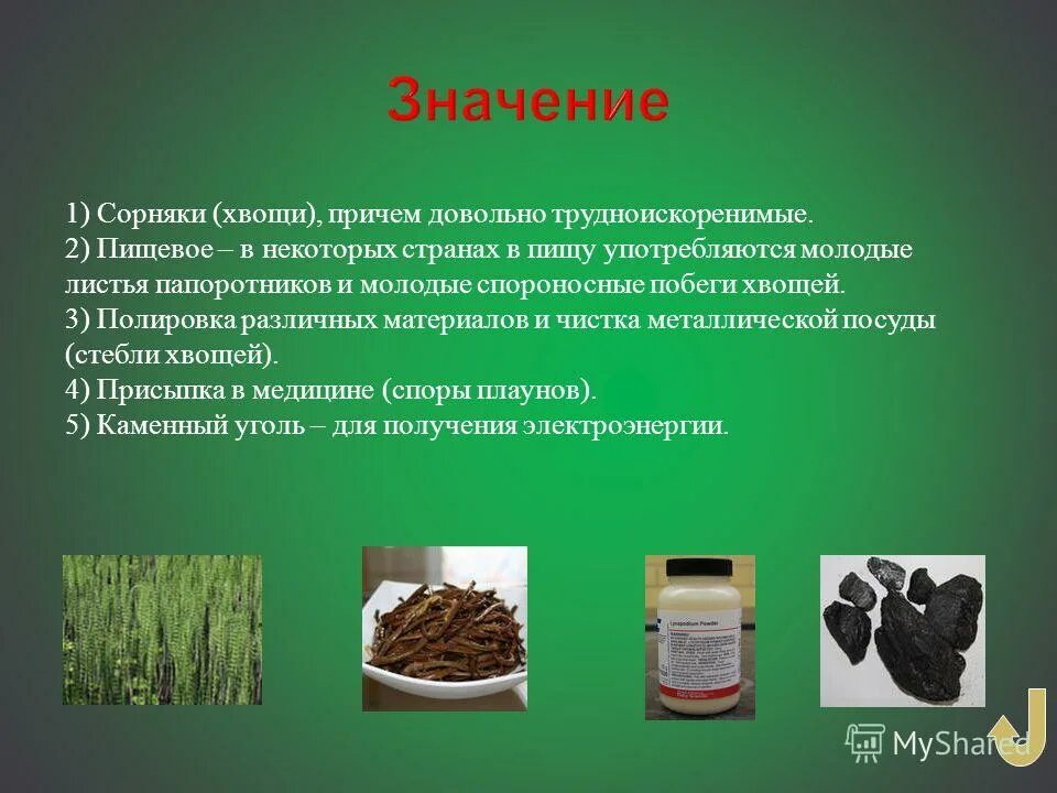 Значение плаунов хвощей в природе. Хвощи в жизни человека. Значение хвощей в жизни человека. Значение хвощей в природе и жизни человека. Значение хвощевидных в природе.