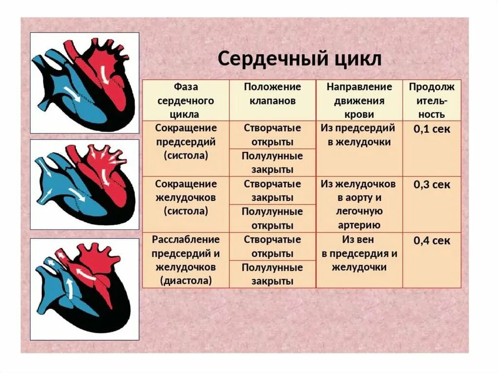 Сокращение мышц и работа сердца. Фаза сердечного цикла систола желудочков. Фазы работы сердца таблица. Сердечный цикл систола желудочков и диастола желудочков. Состояние клапанов сердца в разные фазы сердечного цикла.