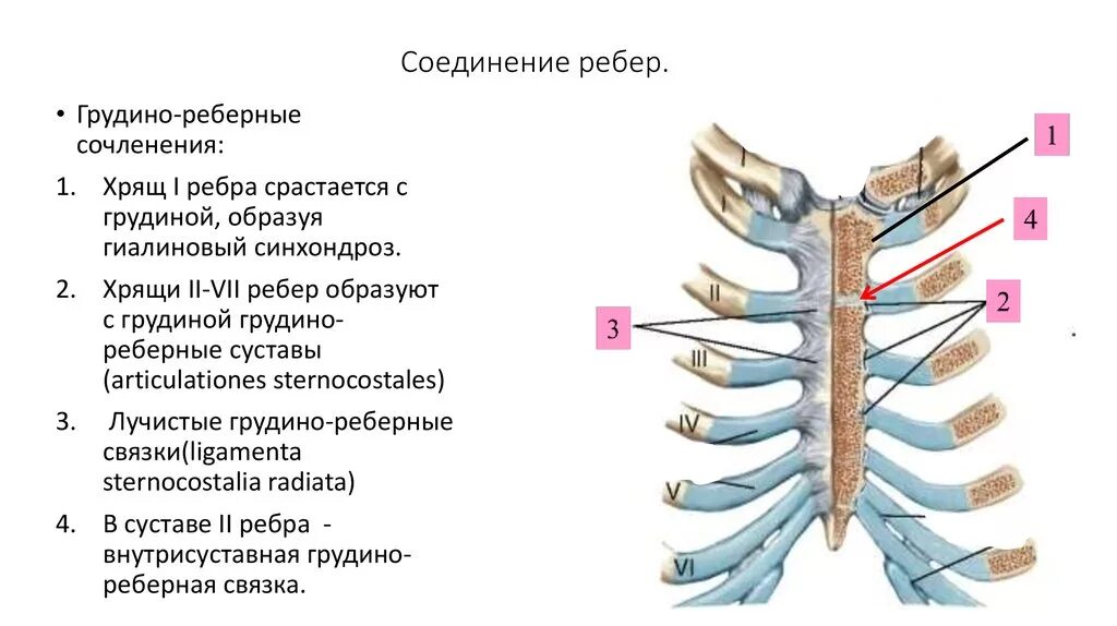 Соединение первого ребра с грудиной это. Грудина скелет строение. Грудино реберный сустав цилиндрический. Скелет туловища грудная клетка кости. Ребро и грудина тип сочленения костей.