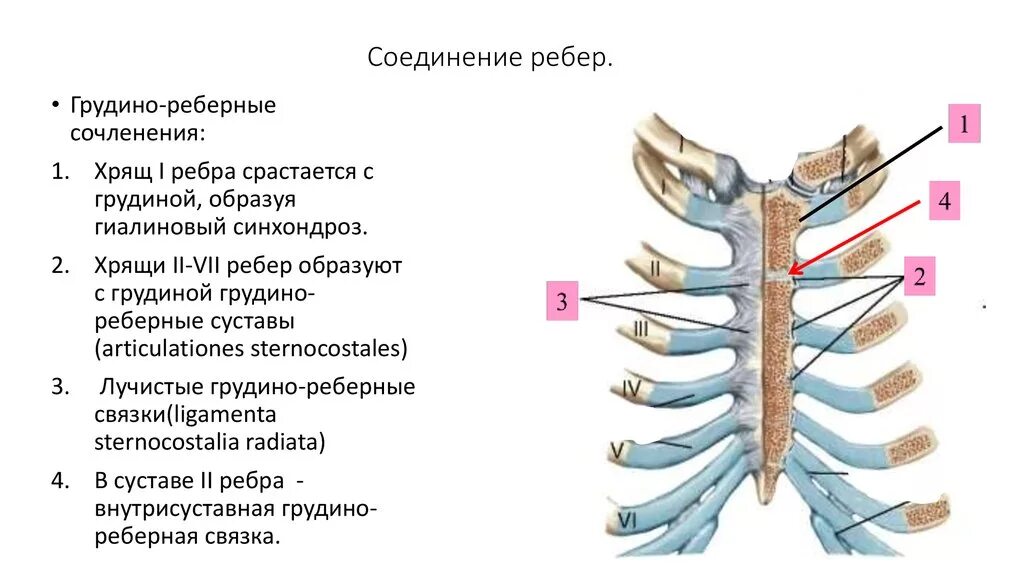 Соединение грудины и ребер. Тип соединения хрящей 2 7 ребер с грудиной. Соединение ребер с грудиной. Соединение костей 2-7 ребер с грудиной.