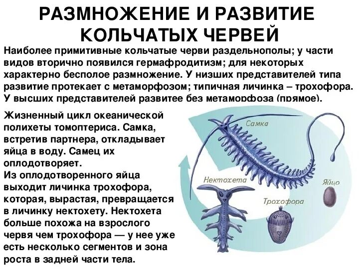 Кольчатые черви половая. Цикл развития многощетинковых червей схема. Цикл развития кольчатых червей. Тип развития кольчатыечервей. Тип кольчатые черви жизненный цикл.