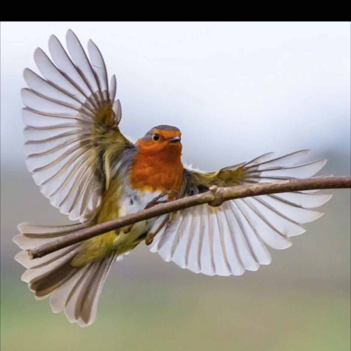 May birds. Птицы. Птица в полете. Птица порхает. Малиновка в полете.