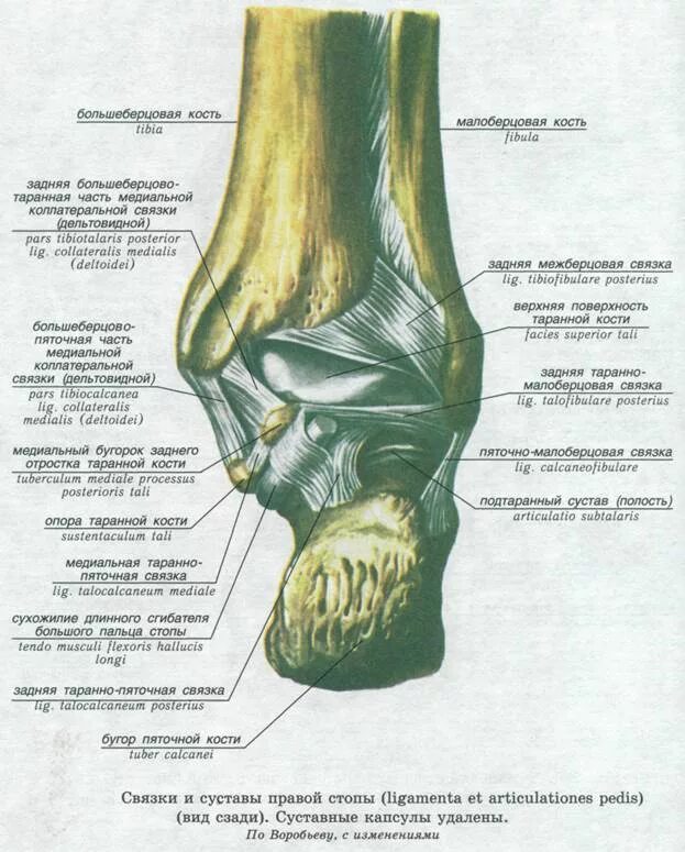 Поверхности голеностопного сустава. Задняя большеберцово-таранная связка. Подтаранный сустав анатомия связки. Большеберцово-малоберцовая передняя/задняя связка. Задняя таранно-малоберцовая связка.