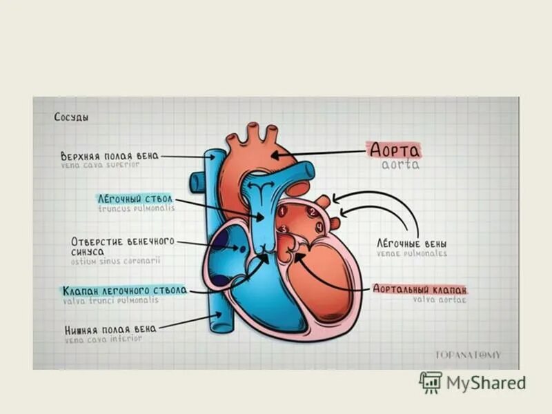 грудная аорта париетальные ветви анатомия. от какой камеры отходит аорта. от какой камеры отходит аорта. Dvoynoy otxojdenie magistralni sosudov. строение сердца клапаны сосуды.