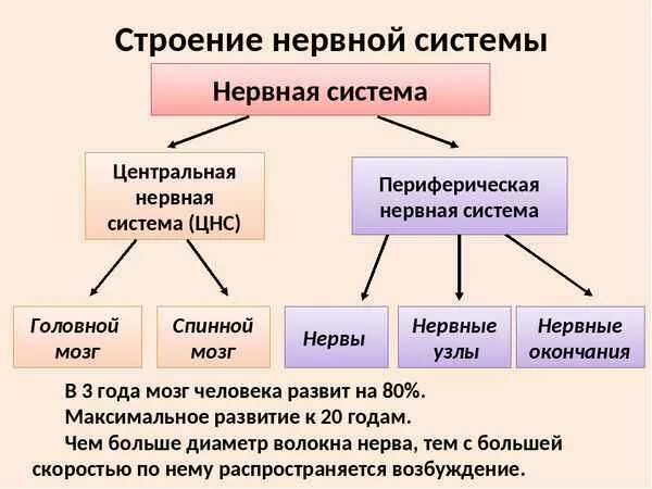 Виды цнс