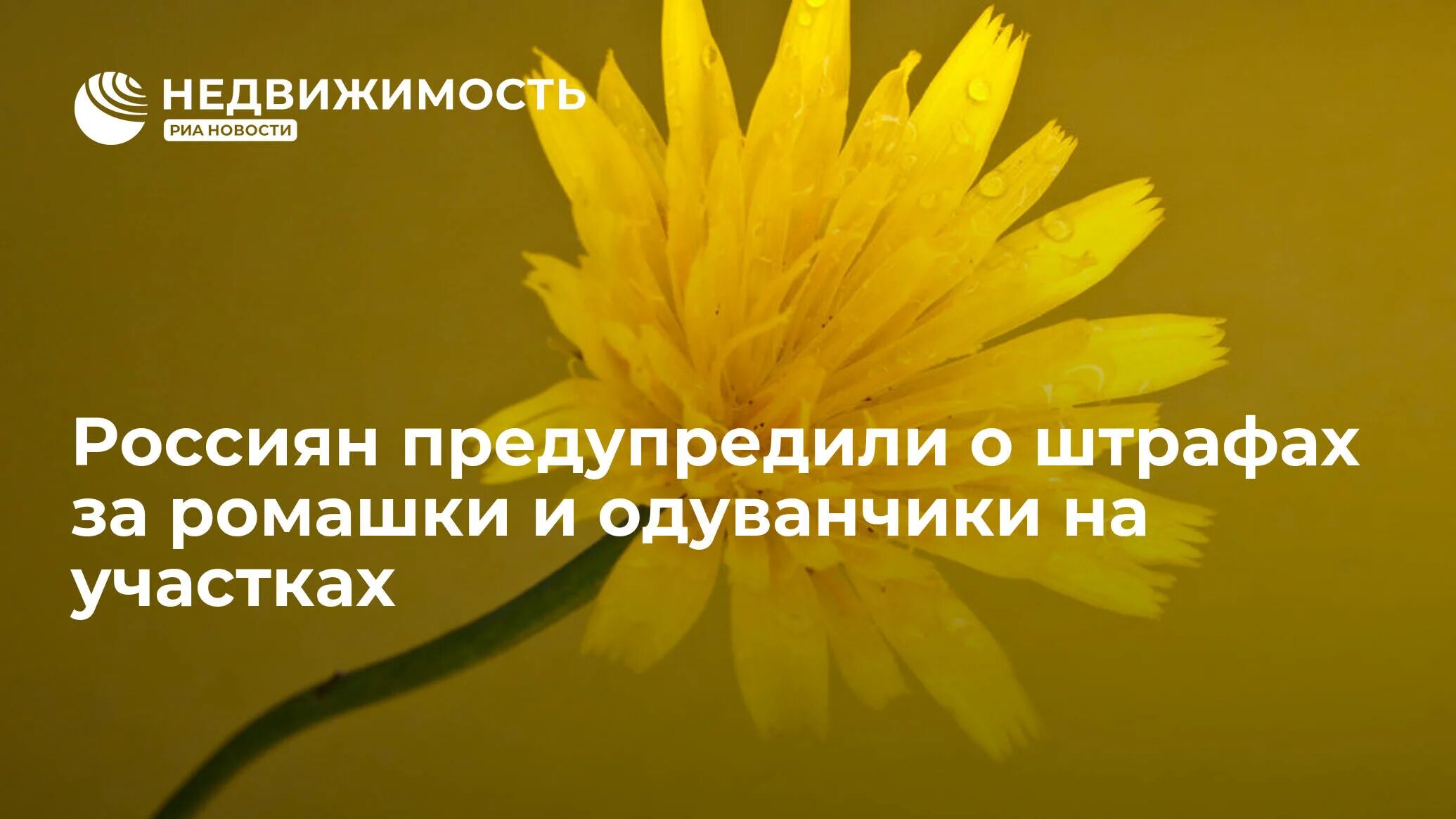 Штраф за сорняки. Россиян предупредили о наказании за одуванчики. ромашка за охрану труда. штраф за цветы на даче.