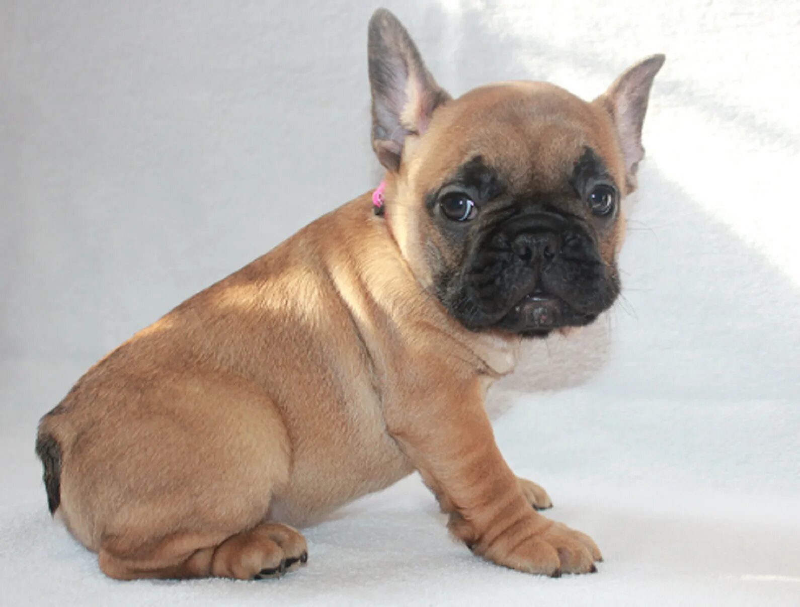 французский бульдог срок жизни. французский бульдог чивас. французский бульдог мини. французский бульдог и грифон вместе. флаффи французский бульдог.