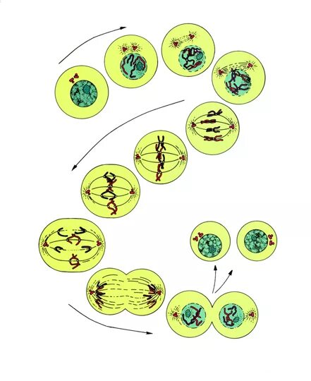 Размножение клетки рисунок. Схема размножения клеток. Схема деления клетки 8 класс. Процесс деления клетки 5 класс биология. Скорость деления клетки