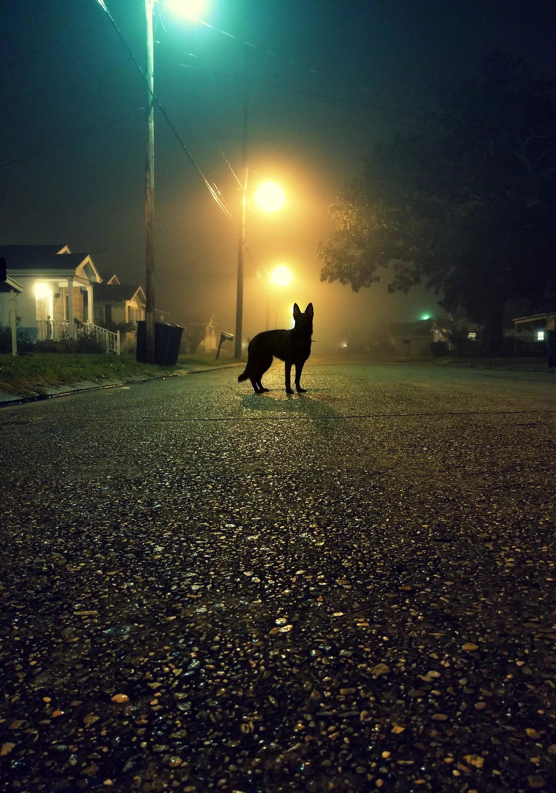 Прогулка ночью. Улица ночью. Собака ночью. Гулять вечером. Вечером выйдешь гулять