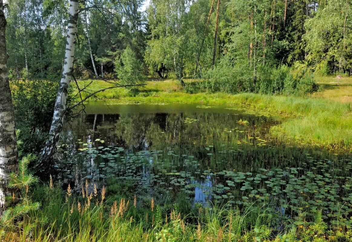 Владимирская область край. Природа Владимирского края. Уголки природы Владимирского края. Природа Владимирской области. Лес Владимирской области.