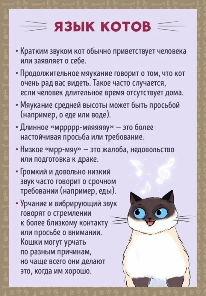 Кошачий язык учить. Как понять кошачий язык. Поведение кота. Выучить язык кошек.