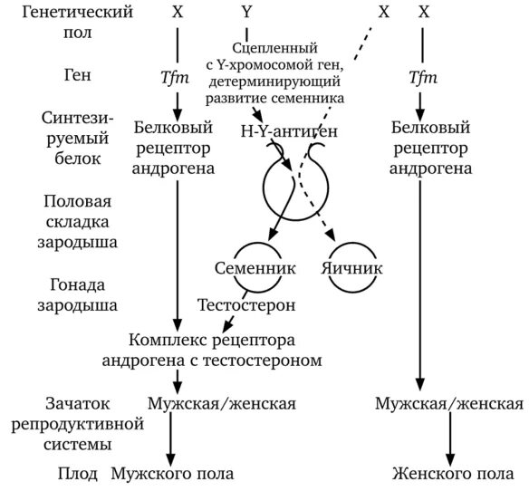 Дифференцировка пола у человека. Факторы половой дифференцировки. Дифференцировка пола схема. Схема формирования пола у человека. Генетический контроль развития растений животных и человека