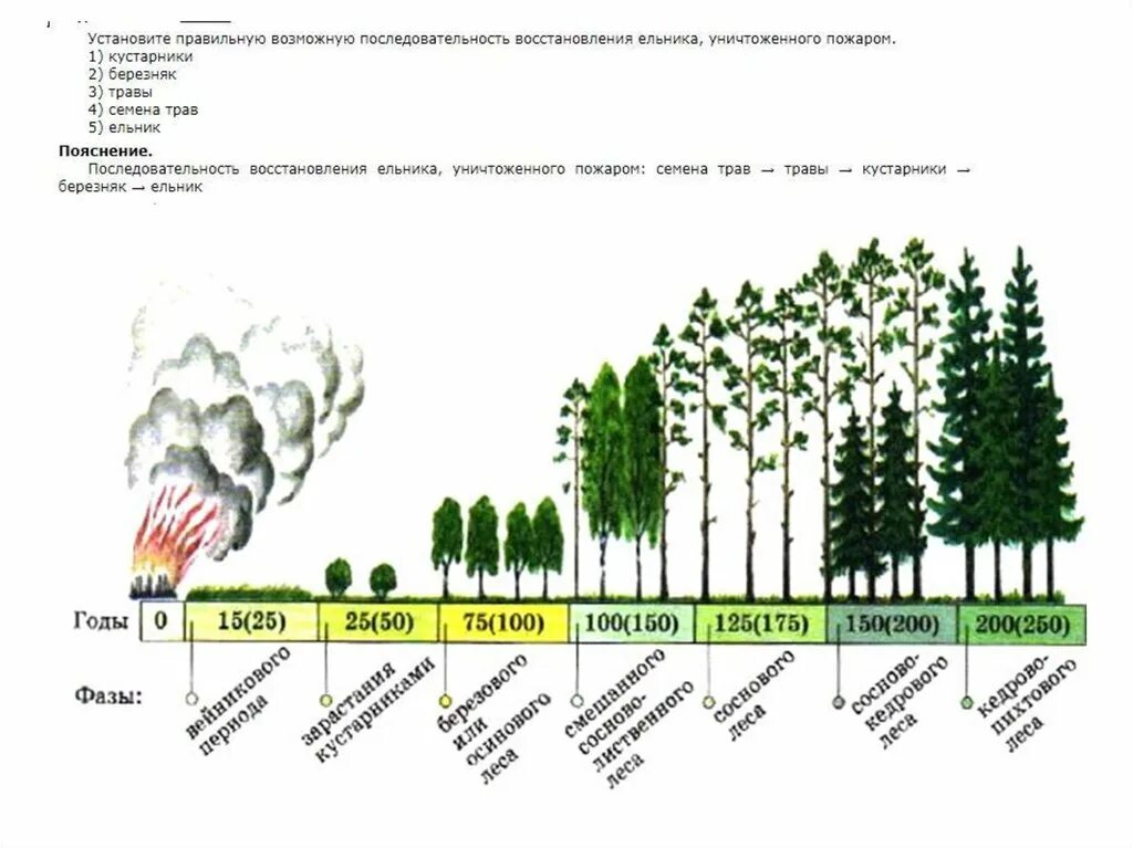 Восстановление елового леса после пожара. Сукцессия леса после пожара схема. Стадии сукцессии в лесу. Сукцессия леса после пожара. Вторичная сукцессия после пожара последовательность.