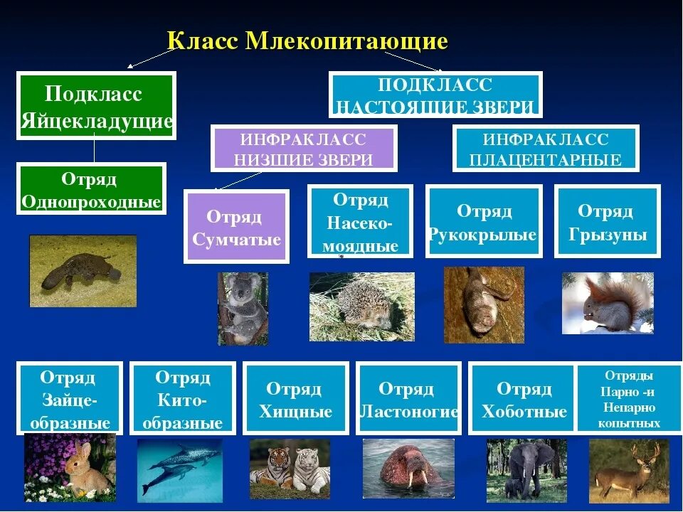 Млекопитающие 8 класс биология кратко. Классификация плацентарных млекопитающих. Основные отряды класса млекопитающих. Отряды млекопитающих схема. Класс млекопитающие систематика.
