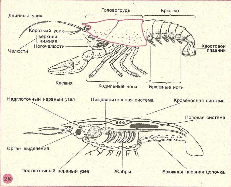 Речной рак головогрудь брюшко. Внешнее строение членистоногих схема. Строение ракообразных 7 класс биология. Внутреннее строение креветки схема. Класс ракообразные внешнее строение.