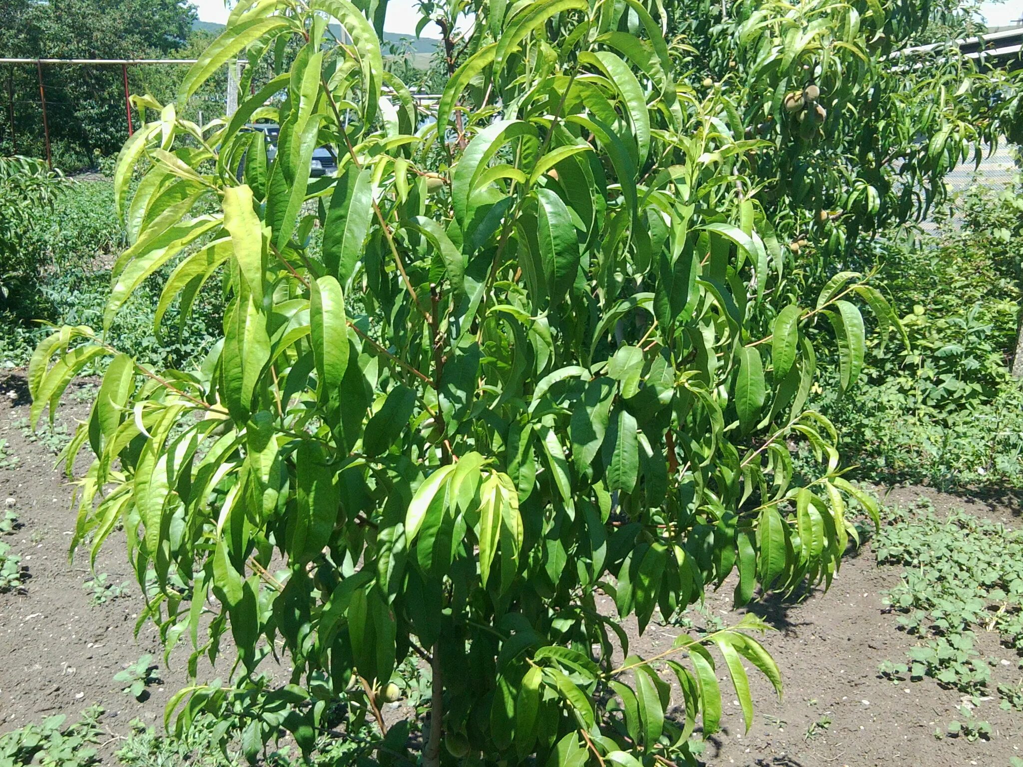 Peach leaves stock photo. Image of nutritious, nature - 26807890