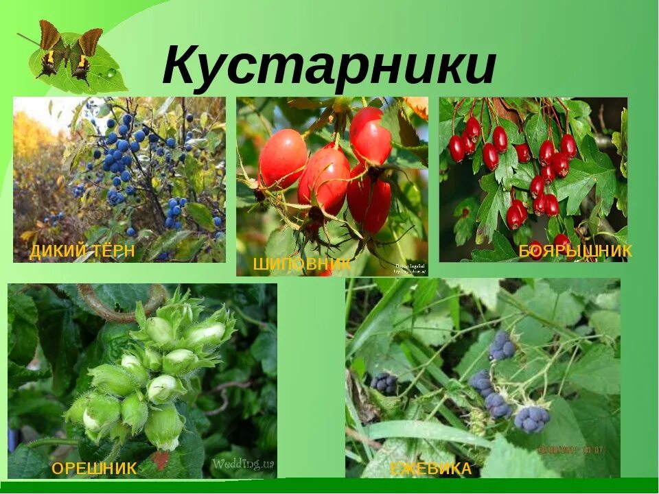 Какой кустарник является культурным. Дикорастущие деревья. дикорастущие кустарники названия. дикоростущиикустарники названия. дикорастущие деревья и кустарники.