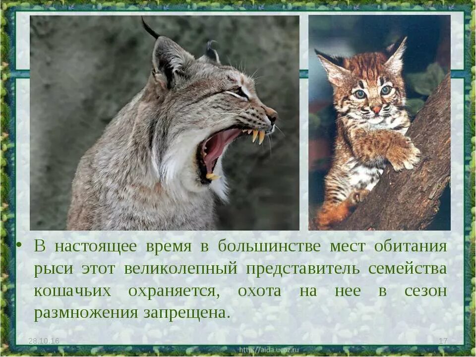 Сколько живет рысь. Рысь описание. Доклад про Рысь. Краткое сообщение о рыси. Место обитания рыси.