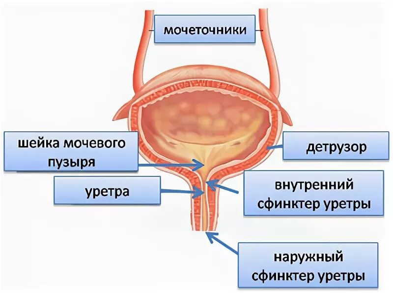 Мочеточники и мочевой пузырь анатомия. Сфинктер мочевого пузыря анатомия. Сфинктер мочевого пузыря строение. Детрузор и сфинктер мочевого пузыря. Детрузор мочевого пузыря это