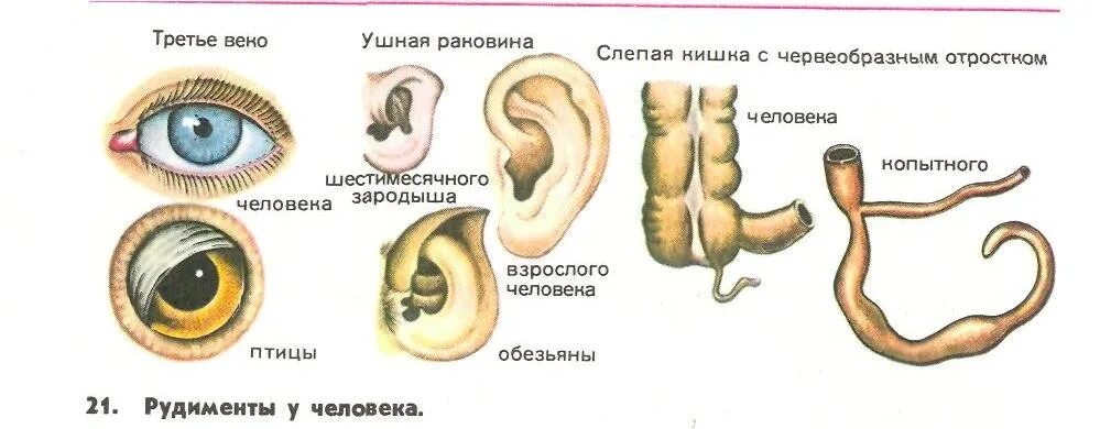 Каким образом рудименты и атавизмы доказывают. Ушные раковины рудиментарный орган. Атавизмы и рудименты человека. Мышцы ушной раковины рудимент или атавизм.