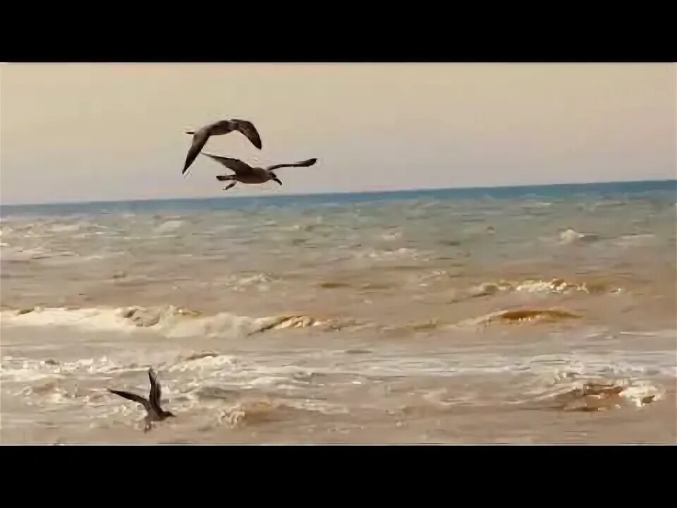 Шум моря и чайки слушать. Крик чаек и шум моря. Чайка кричит. Чайки над морем. Чайки возле чёрного моря турция.