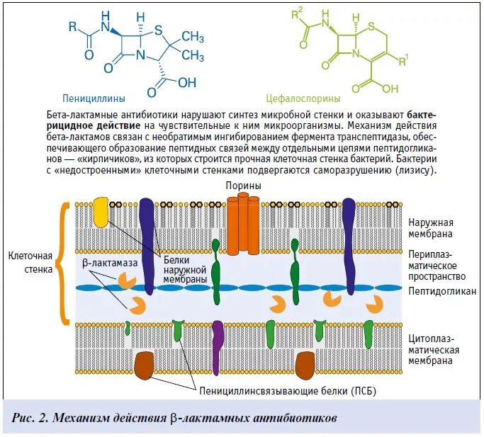 Механизм бета лактамных антибиотиков. Механизм действия бета лактамных антибиотиков. Схема действия бета лактамных антибиотиков. Механизм действия цефалоспоринов 3 поколения. Механизм пенициллинов