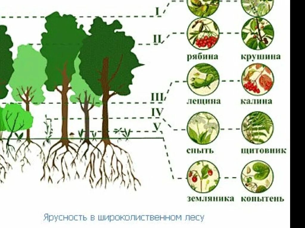 Растительное сообщество рисунок. Ярусность лесного фитоценоза. Ярусность лиственного леса схема. Ярусная структура лиственного леса. Схема ярусности широколиственного леса.