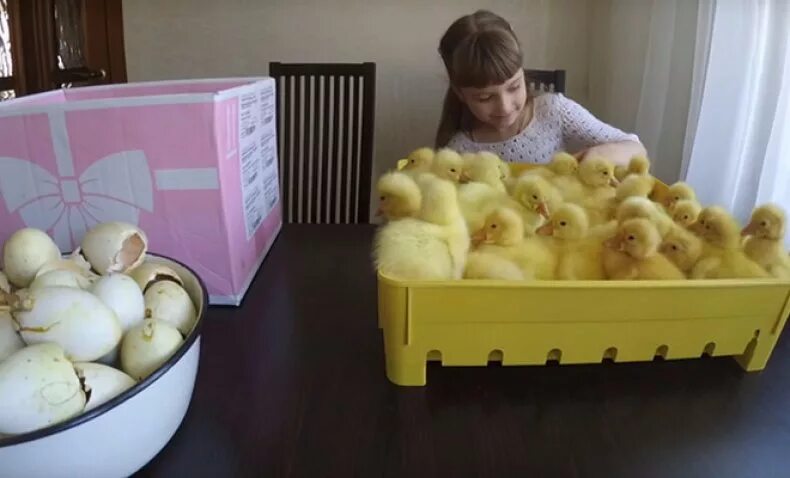 Перепела из магазинных яиц. Можно ли вырастить цыплят из магазинных яиц. Яйцо цыпленок. Цыпленок в стакане. Можно ли вырастить цыплят из магазинных яиц.