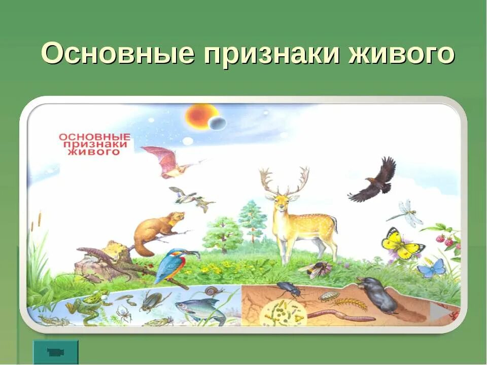 Каковы признаки живого ответ. Признаки живых организмов. Признаки живого. Общие признаки живого. Основные признаки живого рисунок.