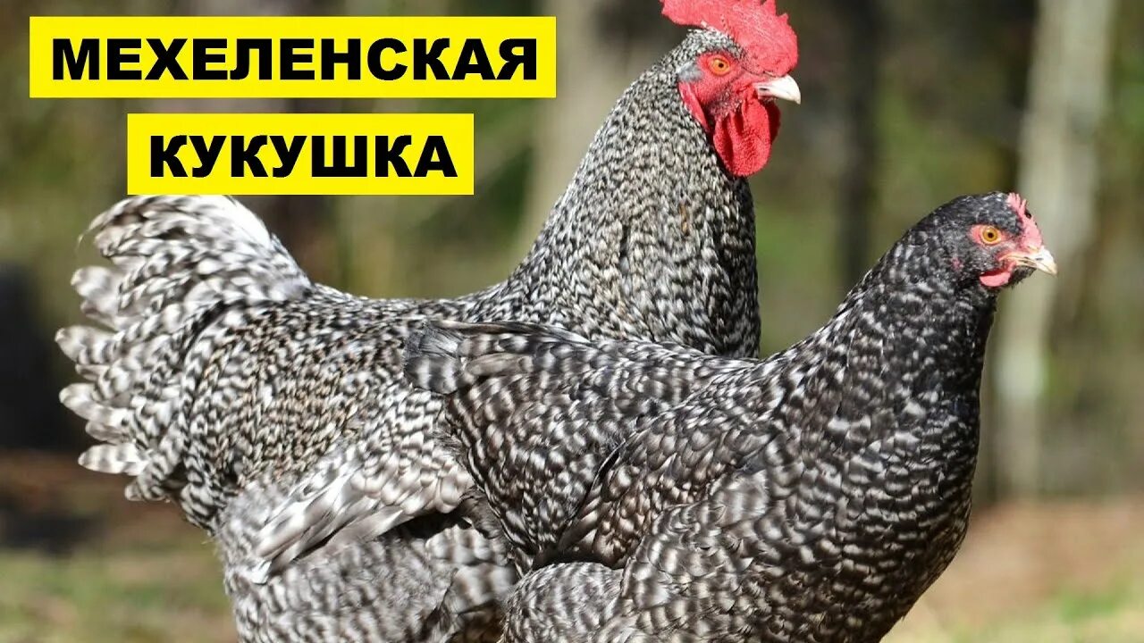 Чешский Доминант куры. Ломан Доминант. Куры породы Доминант. Чешский Доминант петух.