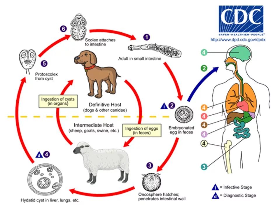 Можно ли считать человека промежуточным хозяином эхинококка. Цикл развития эхинококка. Биологический цикл развития эхинококка. Жизненный цикл эхинококка схема. Эхинококкоз цикл развития.