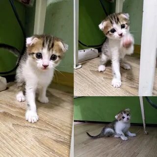 Котята энгельс в добрые