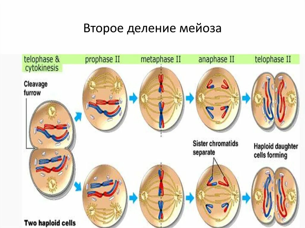 Установите последовательность стадий мейоза. Мейоз 1 деление. Анафаза 2 деления мейоза. Второе деление мейоза анафаза. Первое деление мейоза анафаза.