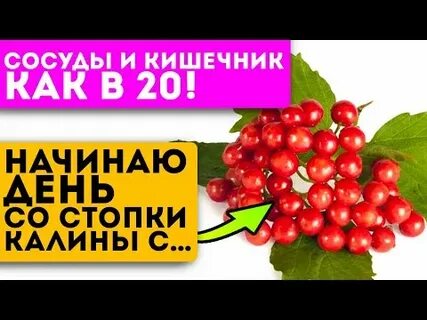 Как правильно приготовить калину от давления