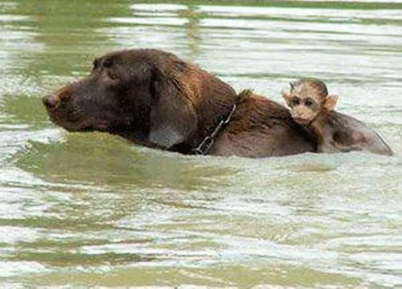 Животные помогают другим животным