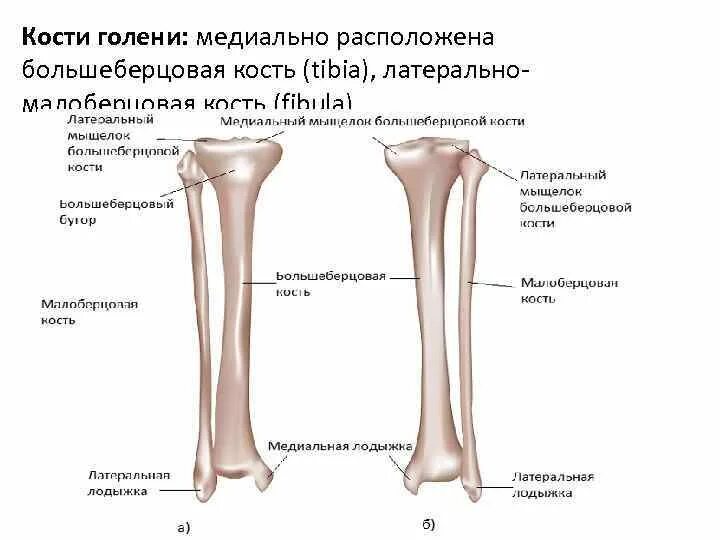 Находится берцовая кость. Берцовая кость анатомия рентген. Берцовая кость Тип кости. Большеберцовая кость анатомия человека. Большеберцовая кость расположена медиально.