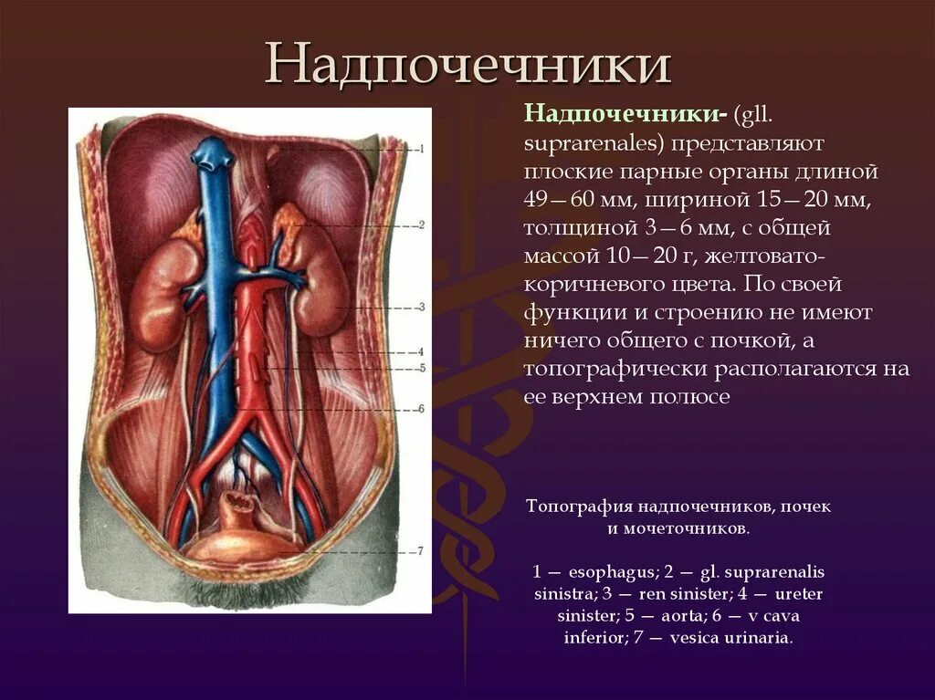 Мочеточник парный. Топографическая анатомия надпочечников. Голотопия и синтопия надпочечников. Почки и надпочечники строение.