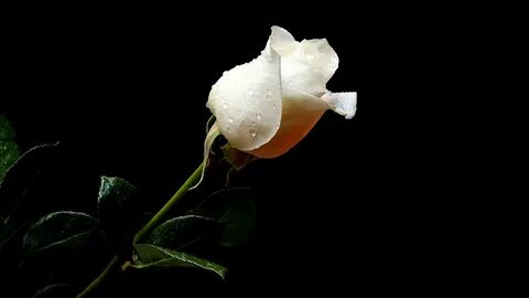 Белые розы на коричневом фоне (74 фото) .