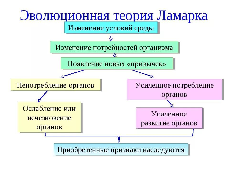 Теория эволюции Ломарк. Эволюционная теория Ламарка. Теория эволюции ж б Ламарка кратко. Первая теория эволюции Ламарка.