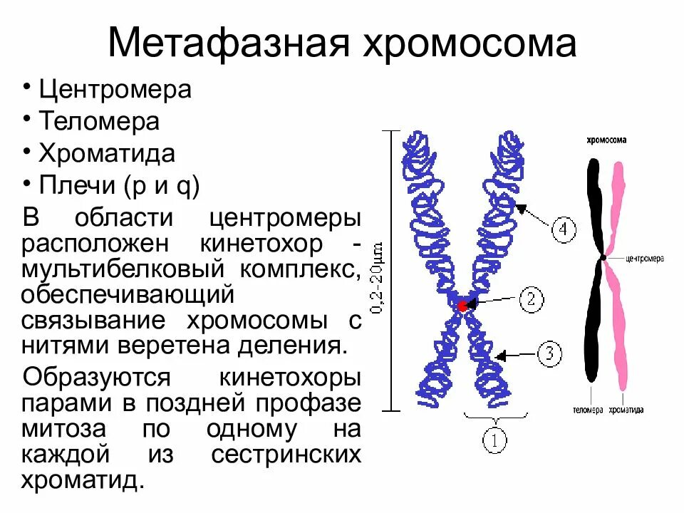 Структурным компонентом хромосом. Строение метафазной хромосомы. строение метафазной хромосомы. классификация хромосом. схема строения метафазной хромосомы. морфология метафазной хромосомы.