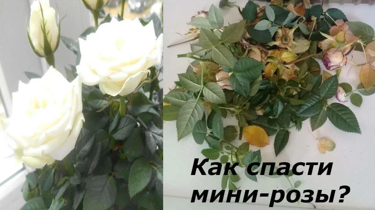 Как спасти розы в вазе