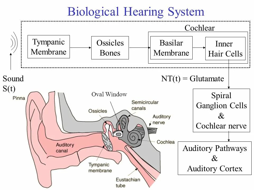 Аппарат Cochlear кохлеарный Cochlear. Auditory ossicles. Auditory Bones. Auditory Pathway. Hear system