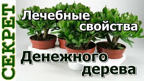 Денежное дерево лечебное